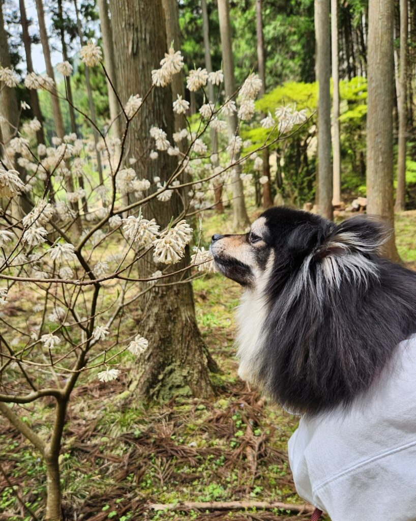 くるり周辺森のお花「みつまた」